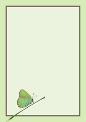 zielona ramka z motylem - obrazy, fototapety, plakaty