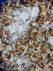 Lots of Indian white shrimp with ice cube pile of white shrimp in Indian fish market for sale