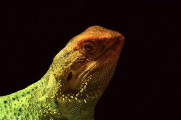Bearded Dragon Orange Female