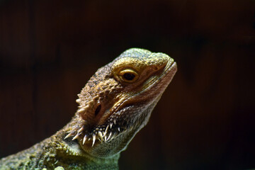 Bearded Dragon Female