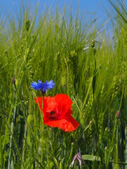 In a cornfield, a red poppy and a blue cornflower