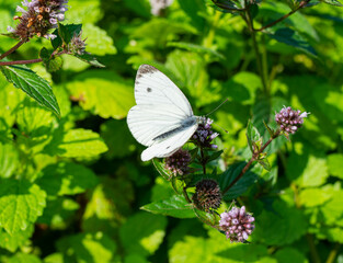 a white butterfly on a flower surrounded by green leaves