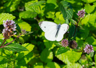 white butterfly on a flower