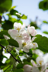 Blooming branch of an apple tree