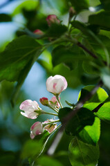 Blooming branch of an apple tree