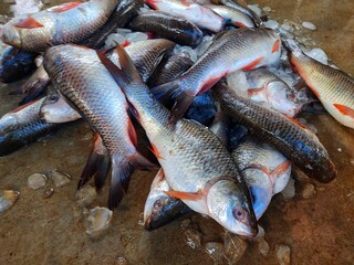 Big pile of freshly harvested rohu fish with ice in Indian fish market for sale labeo rohita fish pile HD