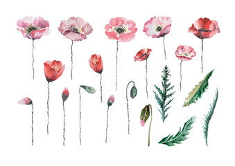 Poppy flowers on stems, green leaves, buds. Floral set of isolated elements. Hand-drawn watercolor floral clip-art isolated on white background. Design for cards, wedding invitations, print, banner.