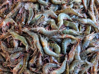 Big tiger prawn penaeus monodon pile in indian fish market for sale fresh tiger shrimp in plastic container