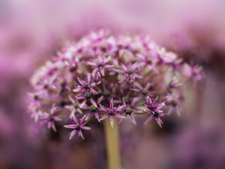 Closeup of flowerhead of Allium atropurpureum 'Miami' 