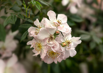 Closeup of flowers of Rosa 'Open Arms' in a garden in summer