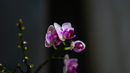 orchid flower