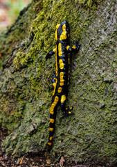 Fire salamander