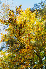 Trees in autumn foliage outside Zurich, Switzerland on October 21, 2012.