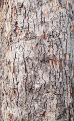 Texture of the bark in the forest. Closeup stock photography. vertical.