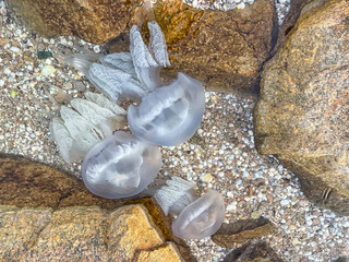 white jellyfish swim in shallow water. Jellyfish in the Sea of Azov
