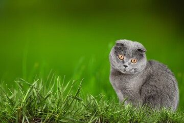 Naklejka na ściany i meble Cute cat on green grass in the garden