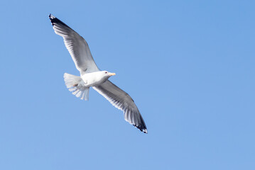 Free flight of a seagull with spread wings in a blue cloudless sky.
