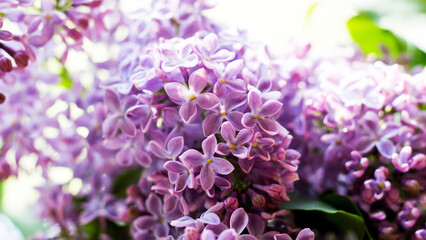 Beautiful fragrant lilac, spring flowers