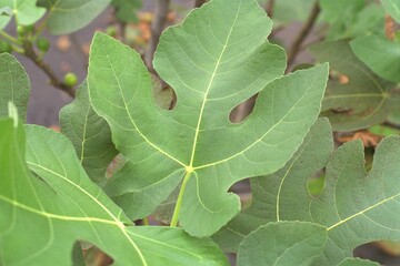 Ficus carica ‘Brown Turkey’ - Edible Fig