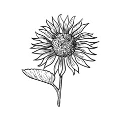 illustration black white flower leaves sunflower