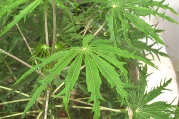 Jatropha multifida - Coral Plant