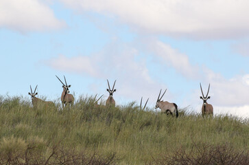 Gemsbok or South African Oryx, Kgalagadi