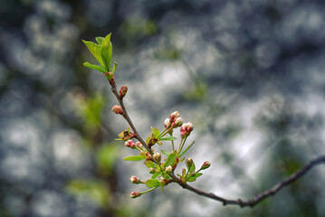 Cherry blossom buds on tree branch in spring, cherry tree. Buds on spring tree. Spring branch of cherry tree with pink budding buds and young green leaves close up. Selective focus.