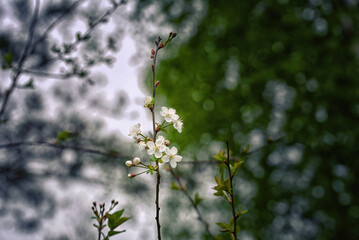 Cherry flowers and blossom buds on tree branch in spring, cherry tree. Buds on spring tree. Spring branch of cherry tree with pink budding buds and young green leaves close up. Selective focus