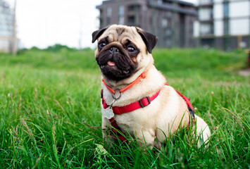 Pug dog of light color. Dog on a background of blurred green grass and houses