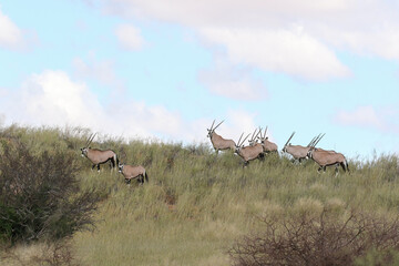 Gemsbok or South African Oryx, Kgalagadi