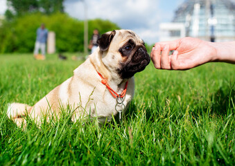 Pug dog of light color. Dog on a background of blurred green grass. The dog is fed by hand