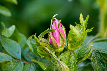 a bud of a wild pink rose, not close to open, against a background of green leaves. side view