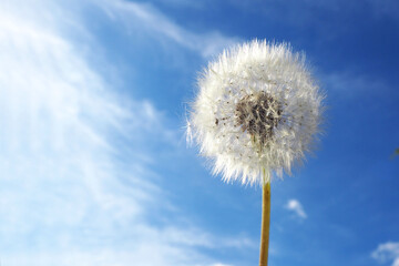 on the right is a round dandelion against a blue sky with clouds. side view. space for copying. blue background
