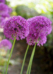 Fototapeta premium several pink buds of ornamental onions grow in the garden. side view. allium