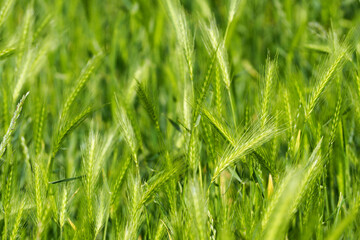 green spikelet on a background of green grass