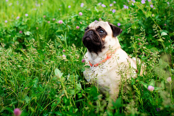 Pug dog of light color. Dog on a background of blurred green grass and flowers