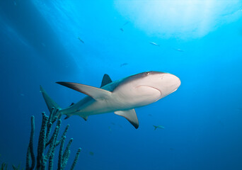 Obraz na płótnie Canvas Caribbean reef shark in the blue sea water.