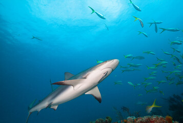 Naklejka premium Caribbean reef shark in the blue sea water.