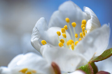 Obraz premium Close-up of white cherry blossoms on sky background. flowers