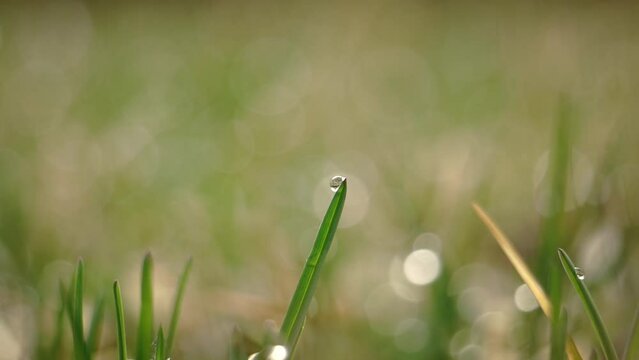 Macro Grass with Water Dew Drop and Bokeh Blur