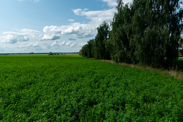 Obraz premium Agro-industrial complex for the cultivation of cereals, wheat, rye, corn and barley. The use of low-quality and non-natural fertilizers for the sowing campaign. Poor harvest and the threat of famine.