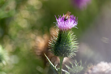 Bee on thistle flower in the meadow