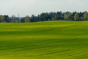 Agro-industrial complex for the cultivation of cereals, wheat, rye, corn and barley. The use of low-quality and non-natural fertilizers for the sowing campaign. Poor harvest and the threat of famine.