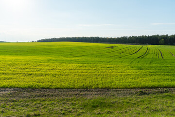 Agro-industrial complex for the cultivation of cereals, wheat, rye, corn and barley. The use of low-quality and non-natural fertilizers for the sowing campaign. Poor harvest and the threat of famine.