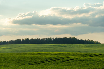 Fototapeta premium Agro-industrial complex for the cultivation of cereals, wheat, rye, corn and barley. The use of low-quality and non-natural fertilizers for the sowing campaign. Poor harvest and the threat of famine.
