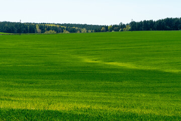 Agro-industrial complex for the cultivation of cereals, wheat, rye, corn and barley. The use of low-quality and non-natural fertilizers for the sowing campaign. Poor harvest and the threat of famine.