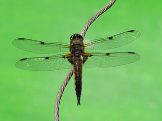 Drachenfliege
