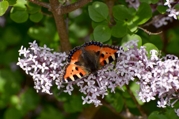 Butterfly red fox on pink lilacs