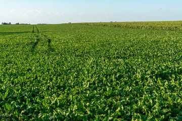 Fototapeta na wymiar Agro-industrial complex for the cultivation of sugar beet. A large field with young beets. Stems and tops of beets in close-up.