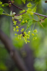 Blooming maple